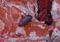 Bark Beetle on a Tree