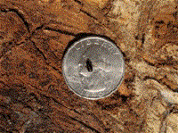 Small Beetle on a Quarter