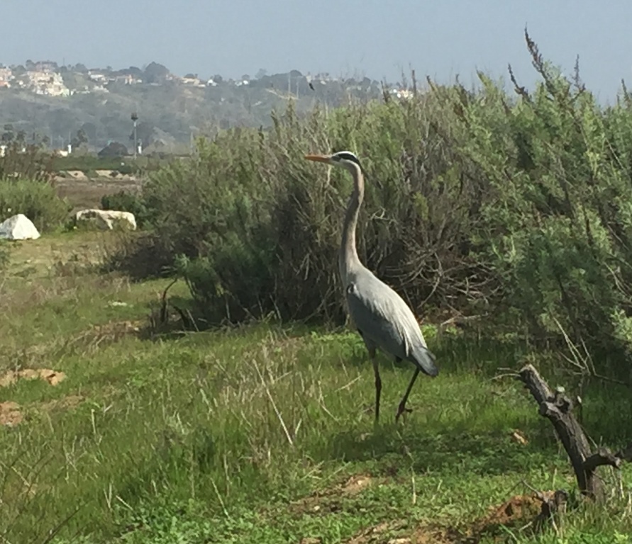 Heron on River Path Del Mar
