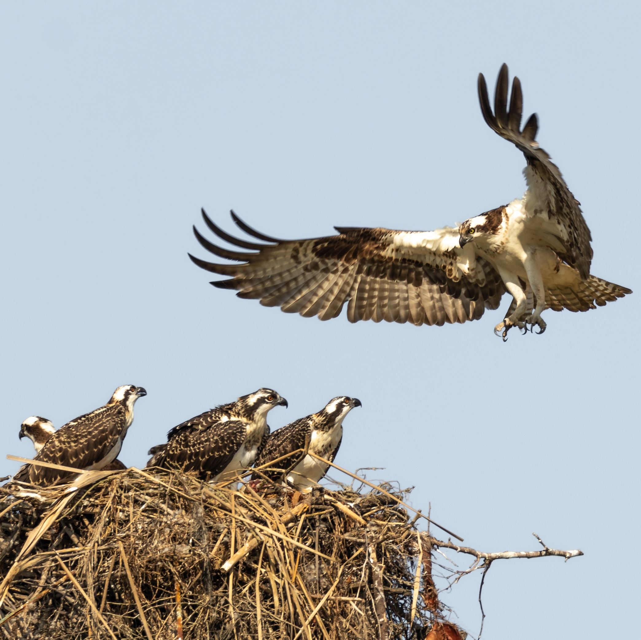 osprey family